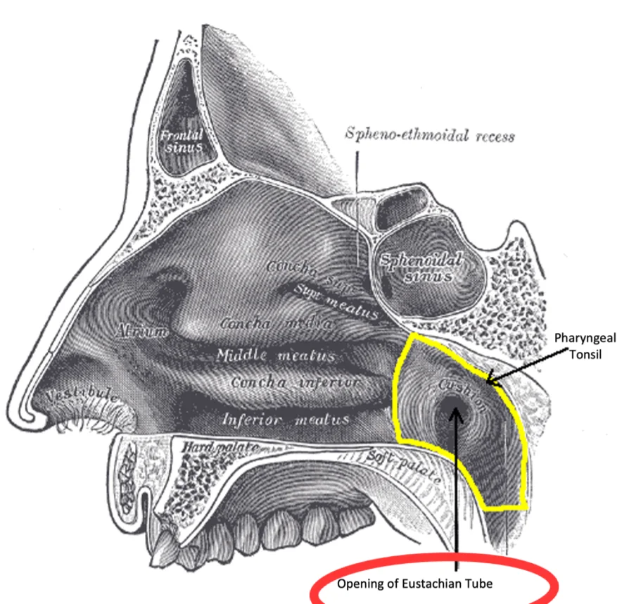 Figure-2-Nasopharynx