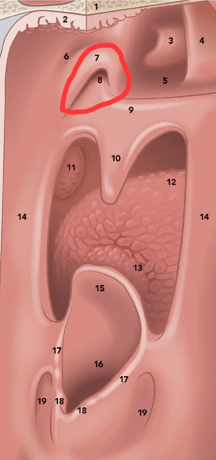 Schematic-illustration-of-the-pharynx-posterior-view-1-occipital-bone-2-roof-of